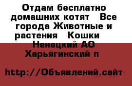 Отдам бесплатно домашних котят - Все города Животные и растения » Кошки   . Ненецкий АО,Харьягинский п.